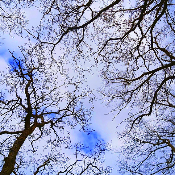 Fotografía contrapicada de las ramas de varios árboles extendiéndose por el cielo y creando una red de conexiones.