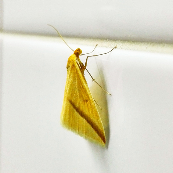 Fotografía en primer plano de un insecto de grandes alas y pequeño tamaño. Está apollado en una pared de cerámica brillante blanca que contrasta con el amarillo chillón del insecto.