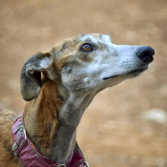 Fotografía en plano medio del una perra de raza Galgo. Es de color marrón y negra atrigrada. Fue adoptada después de pasar varios años viviendo en la calle. Su mirada está dirigida hacia una persona que tiene delante.